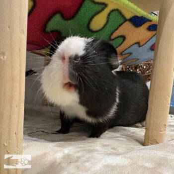 Rescue Guinea Pig Guinea Pigs for Adoption in South Burlington, Vermont - Taco | PetCurious